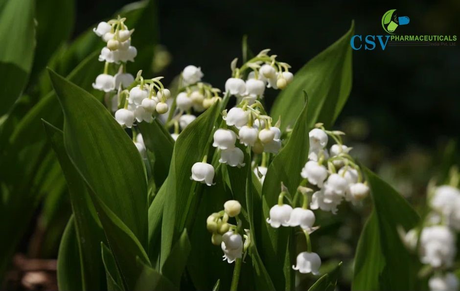 PC Floral Muguet