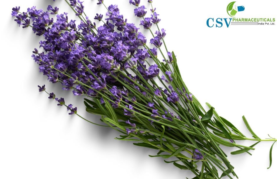 PC Parmatma Lavender