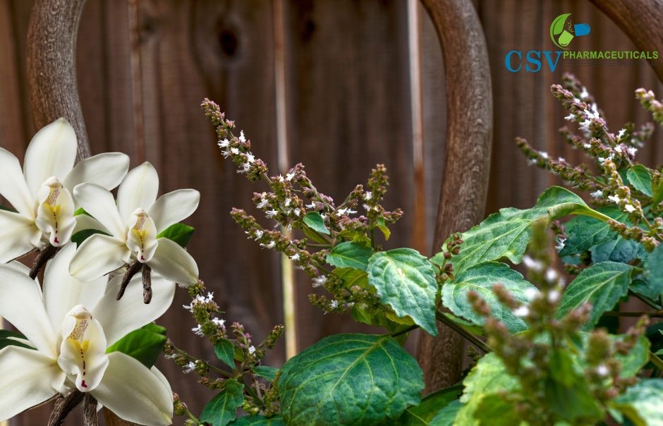 PC Vanilla & Patchouli