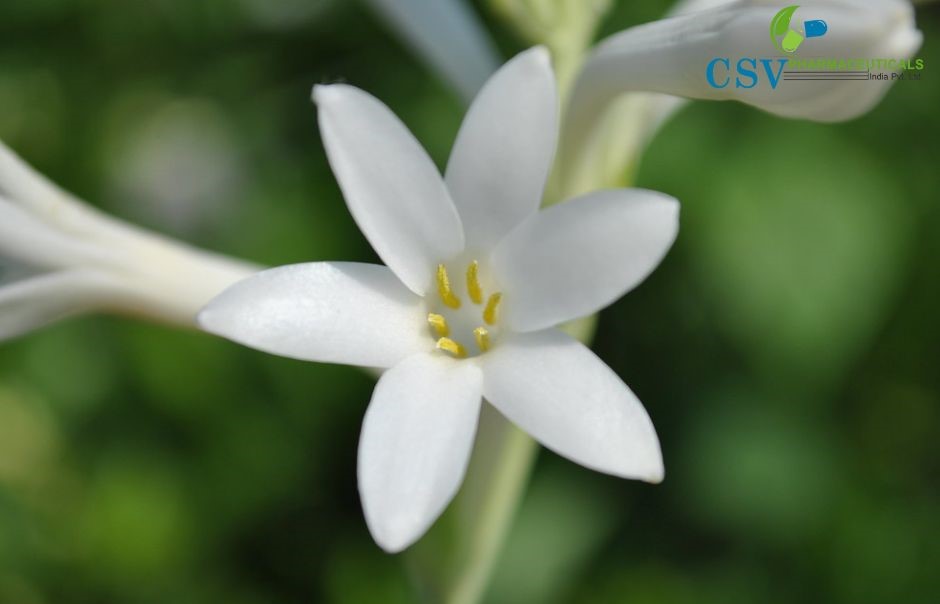 PC Rajnigandha NAPL 06