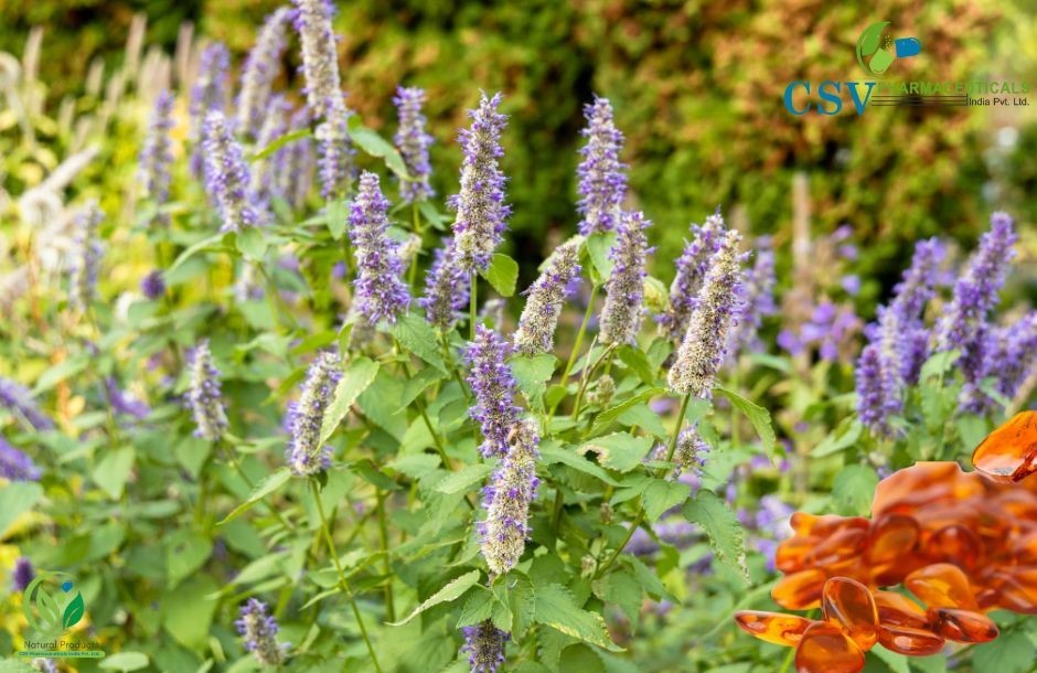 PC Patchouli & Amber