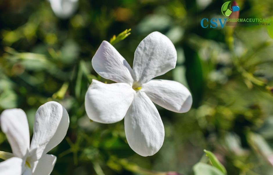Jasmine Grandiflorum Concrete
