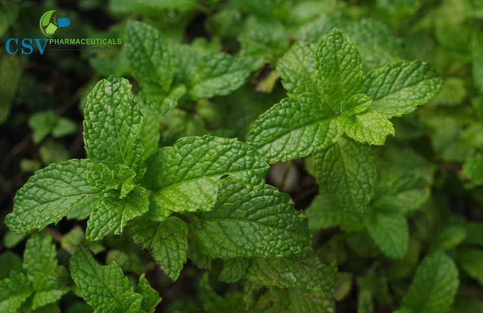 Organic Mentha Arvensis Oil