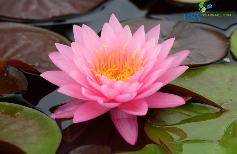 Pink Lotus Absolute
