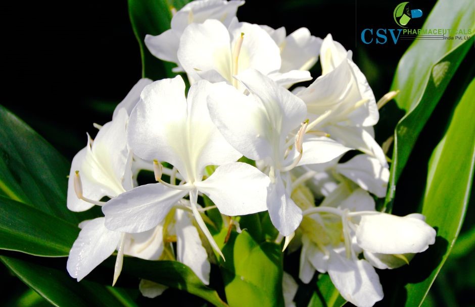 White Ginger Lilly Concrete