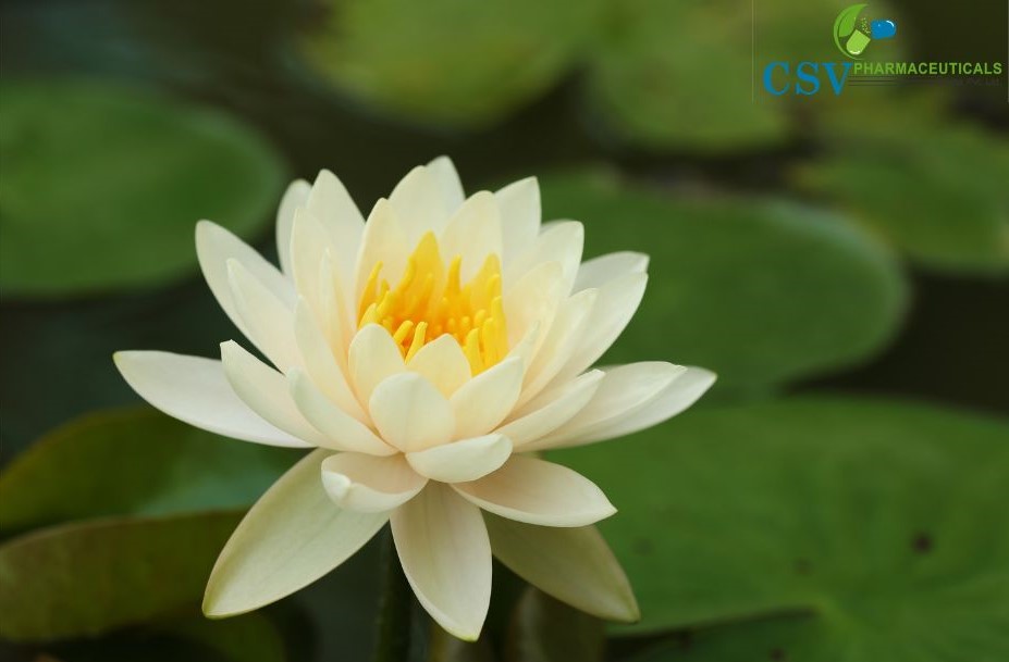 White Lotus Absolute