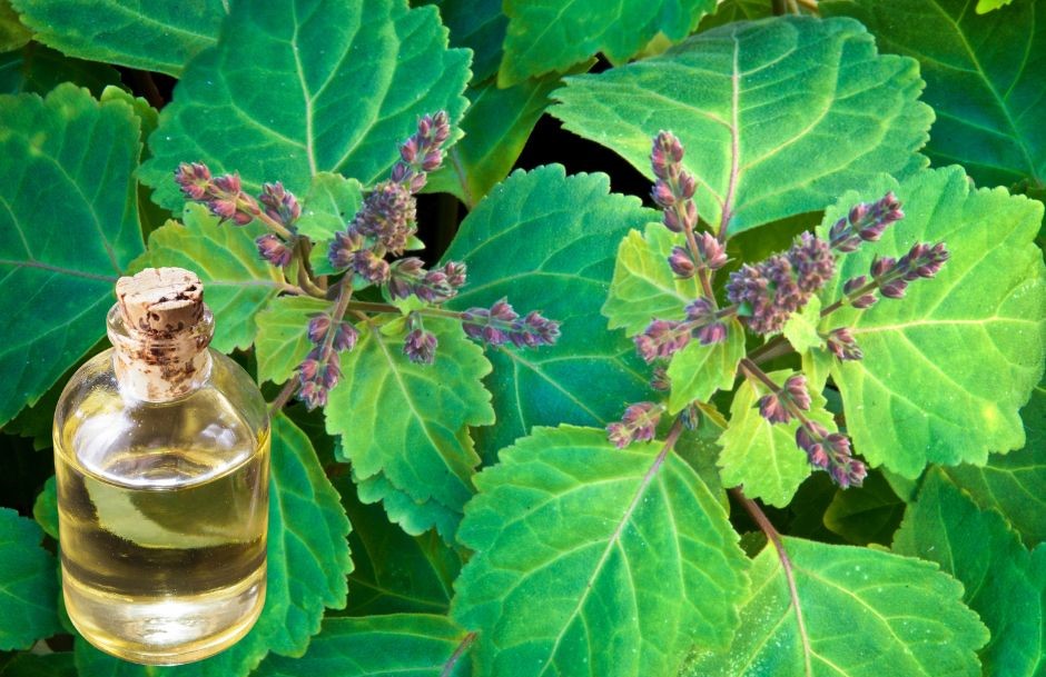 Organic Patchouli Oil