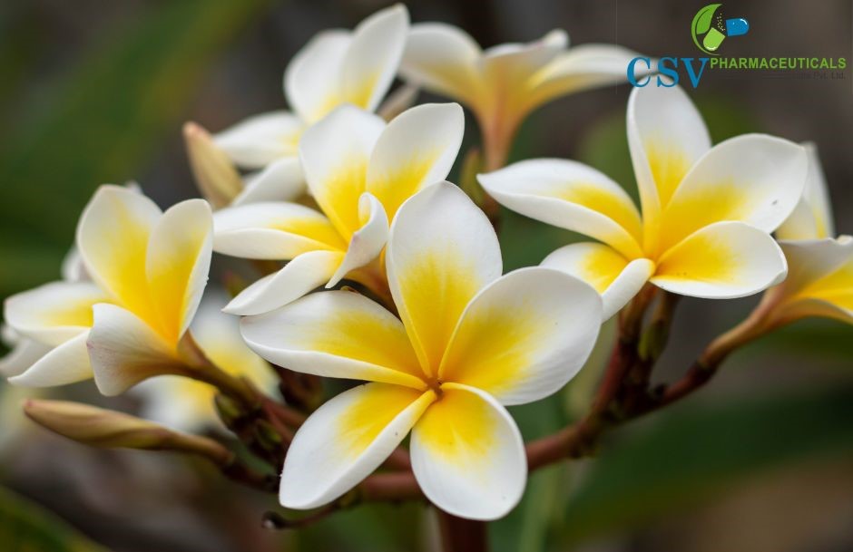 Frangipani Absolute