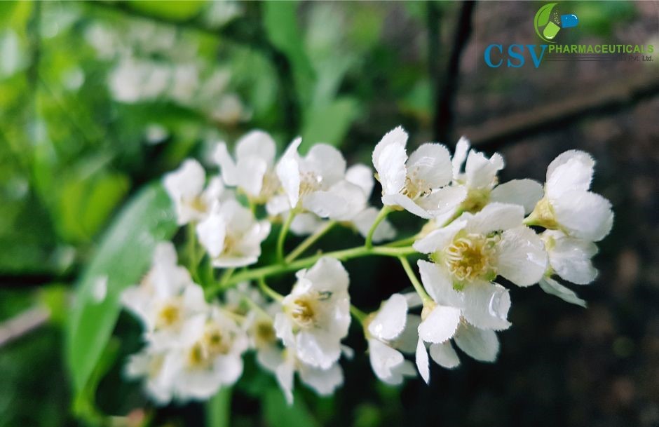 Jasmine Auriculatum Absolute