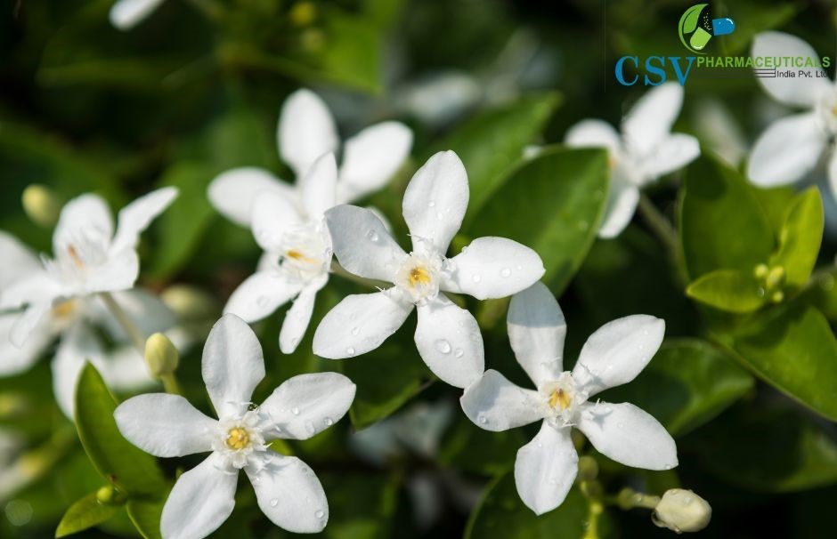Jasmine Grandiflorum Absolute