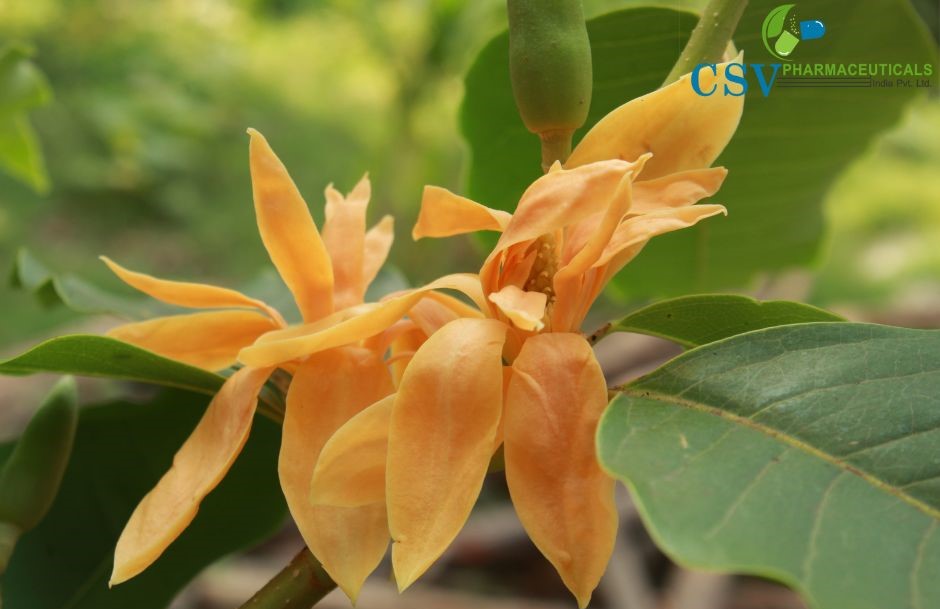 Golden Champaka Absolute