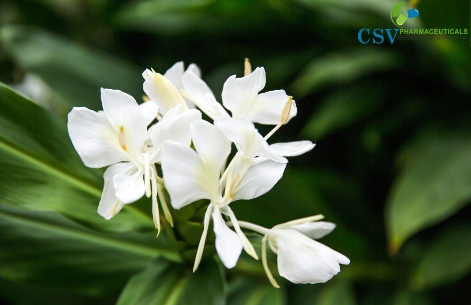 White Ginger Lily Absolute