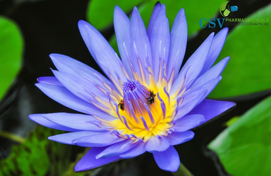 Blue Lotus Absolute