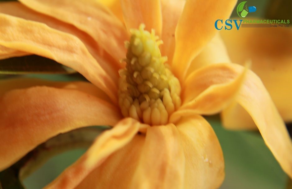 Golden Champaka Concrete